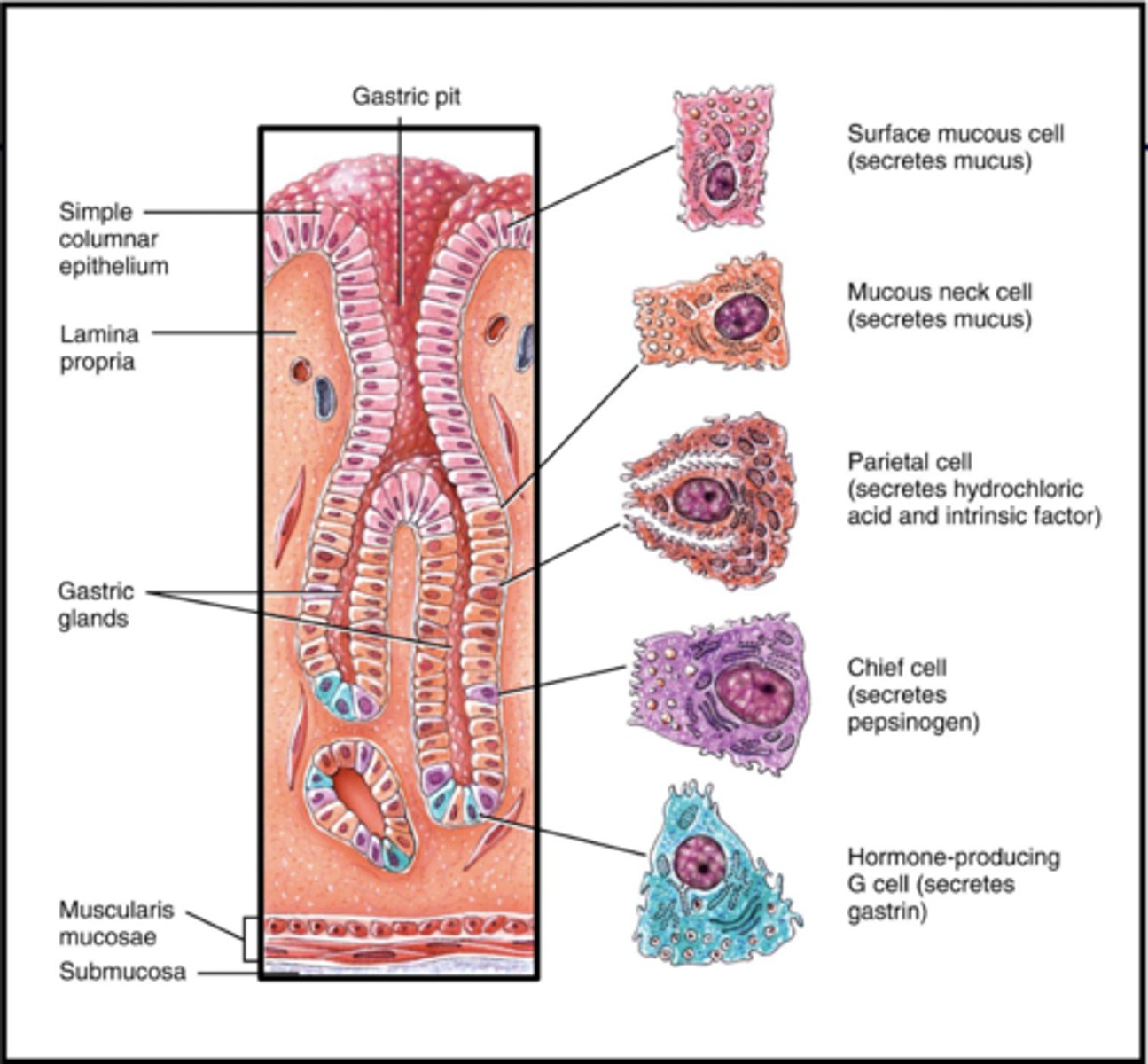 <p>G cells</p><p>-gastrin: stimulates gastric juice + increases gut motility</p>
