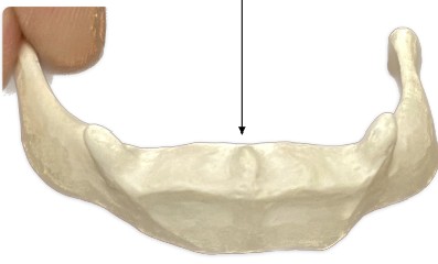 <p>What is the bone located between your neck and chin?</p>