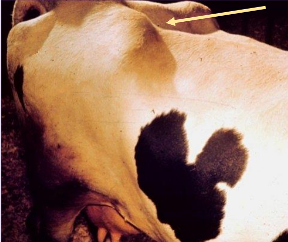 <p>What is this?</p><p>Why does it occur?</p><p>What is the result?</p><p>Prevalence?</p><p>What do we do?</p>