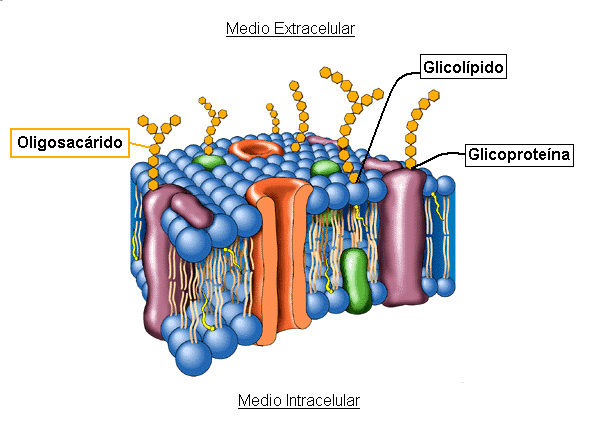 <p><span style="color: rgb(0, 29, 53)">en la superficie de la membrana plasmática unidos a proteínas (glicoproteínas) o a lípidos (glicolípidos). También pueden encontrarse en el citoplasma como glucosa, o almacenados como glucógeno</span></p>