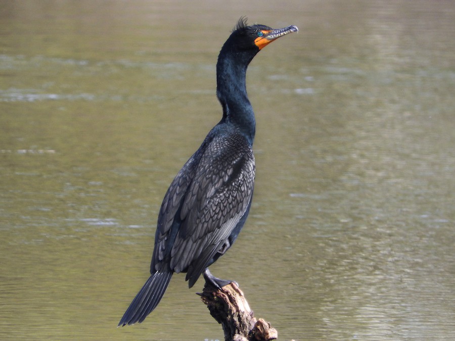 <p>Double-crested Cormorant</p>