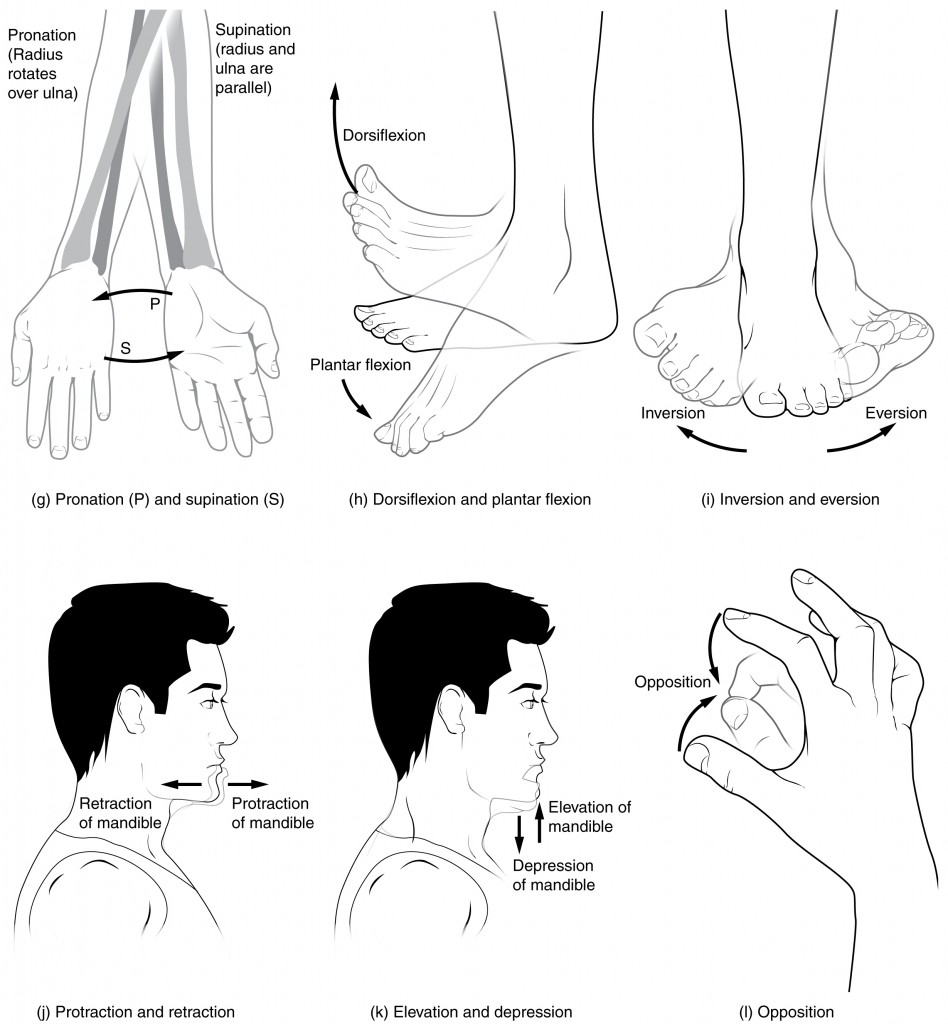 <p>Types of Movement — Axial Classification</p>