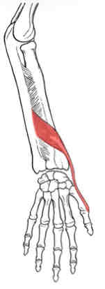<p>Extensor Pollicis Brevis</p>