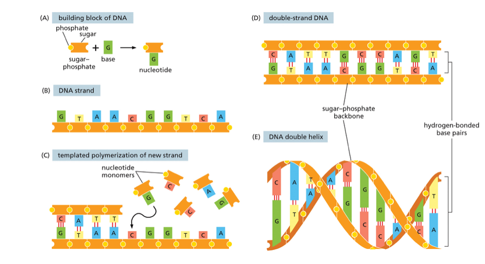 <ul><li><p>Nucleotides come together to give use a single nucleotide strand</p></li><li><p>But DNA needs 2 strands, so template used to make a new DNA strand</p></li><li><p>A base pair with T, and C base pair with G</p></li><li><p>Sequence of nucleotides determines at what time and how much is gene going to be expressed</p></li></ul><p></p>