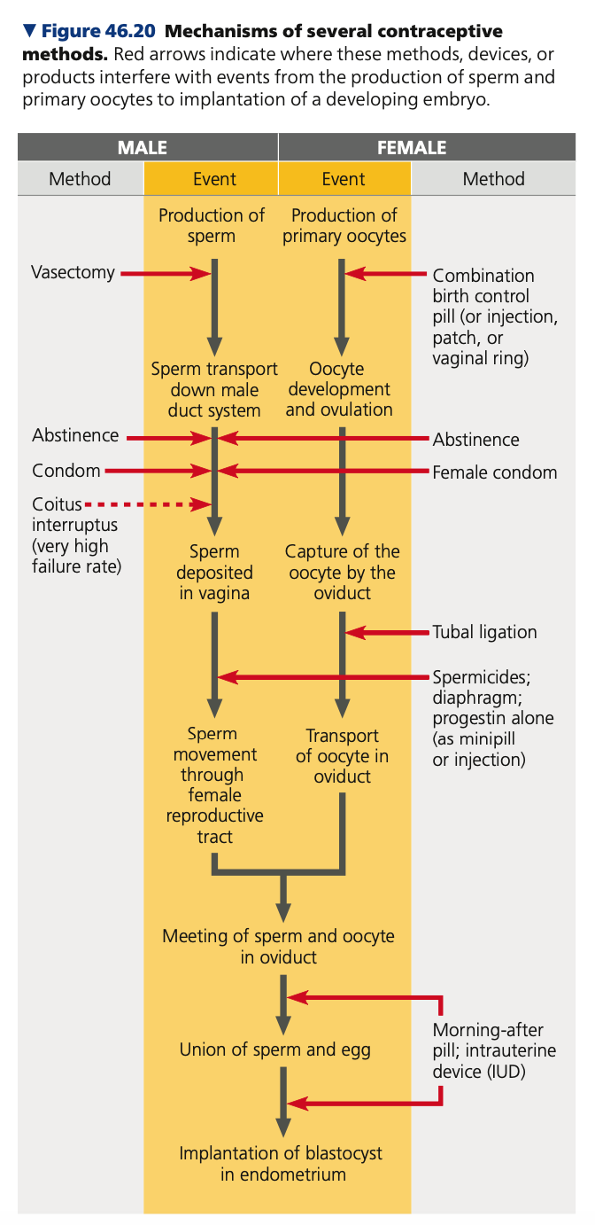 the deliberate prevention of pregnancy, can be achieved in a number of ways

\
**Male**


1. Vasectomy
2. Abstinence
3. Condom

   
   1. Highly effective in prevention of STDs
4. Coitus interruptus (pull-out)

   
   1. Unreliable; Sperm from a previous ejaculate may be transferred in secretions that precede ejaculation

\
**Female**


1. Combination birth control pill / injection / patch / vaginal ring

   
   1. Most effective
2. Abstinence
3. Female condom
4. Tubal ligation
5. Spermicides / diaphragm progestin
6. Morning after pill, intrauterine device (IUD)

   
   1. Most effective
   2. most commonly used reversible method of birth control