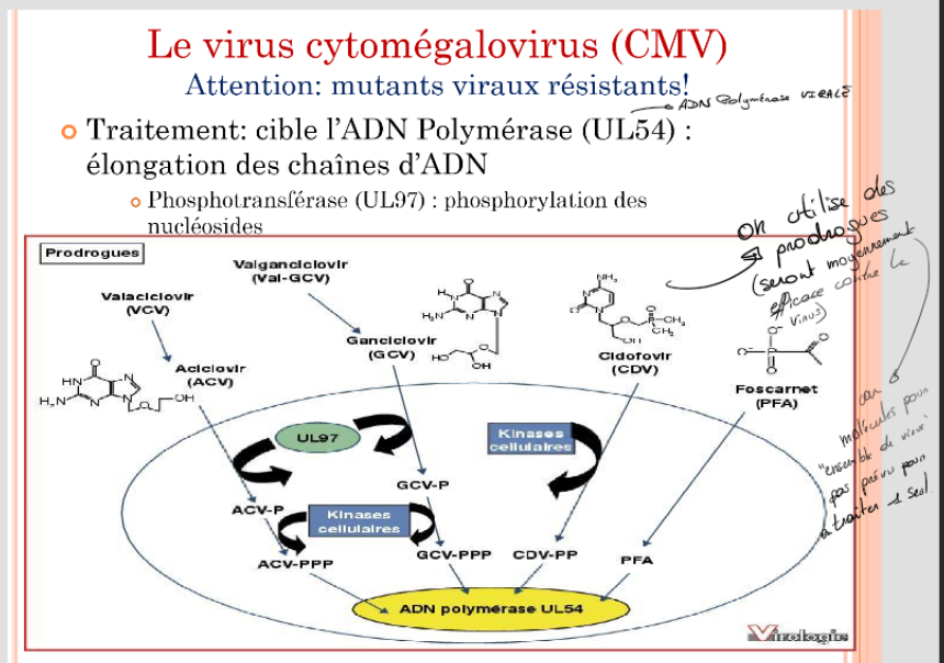 <p>= Le virus cytomégalovirus (CMV)</p><p>Infecte macrophages, cellules endothéliales, lymphocytes, cellules épithéliales et cellules souches moelle osseuse</p><p>Virus enveloppé à ADN linéaire, double brin 230 000 bp</p><p>Réservoir exclusivement <u>humain</u>, latence dans l’organisme avec sites multiples → Excrétion: Sang, salive, larmes, urines, selles…</p><p></p><p>Épidémiologie =</p><p>mondiale, ubiquitaire, permanente (prévalence pays industrialisé → 50-75%)</p><p><strong>Primo infection</strong> ou <strong>Secondaire</strong> à Réactivation ou Réinfection par une souche exogène</p><p></p><p>Transmission =</p><ul><li><p>Le plus fréquent = contact direct, contact étroit: salive, tissus, rapports sexuels, lait maternel…,</p></li></ul><ul><li><p>Contamination précoce en rapport avec le statut socio-économique</p></li></ul><ul><li><p>Intra-utérine, périnatale</p></li></ul><ul><li><p>Objets souillés, greffe d’organes</p></li></ul><p></p><p>Clinique =</p><p><strong><u>Chez sujets immunocompétent:</u></strong> Asymptomatique ou Syndrome mononucléosique</p><p>Fœtus ou immunodépression: Atteintes d’organes !!</p><p><strong><u>Infection durant la grossesse:</u></strong></p><p><strong><u>Mère primo-infectée </u></strong>→ Asymptomatique ou mononucléose.</p><p><strong><u>Infection du Fœtus</u></strong> → Infection généralisée = Affection du foie, des poumons et de la rate Ou problèmes neurologiques: perte d’audition, de la vue ou retard mental (! dépend également de la période de grossesse pdt laquelle le fœtus va être infecté)</p><p><strong><u>Infection à la naissance:</u></strong> Souvent peu grave</p><p><strong><u>Infection chez les immunodéprimés, transplantés, SIDA:</u></strong> Pneumonies, rétinites, problèmes gastro-intestinaux et Mortalité (liste non exhaustive, dépend de la susceptibilité du patient)</p><p></p><p>PRÉVENTION =</p><ul><li><p>Pas de vaccins (on essaye mais on y arrive pas)</p></li><li><p>Eviter les contact avec la salive et les urines des enfants et se laver les mains</p></li></ul><p></p><p>Traitement = (cf. imgae)</p><p>cible l’ADN Polymérase (UL54) : élongation des chaînes d’ADN</p>