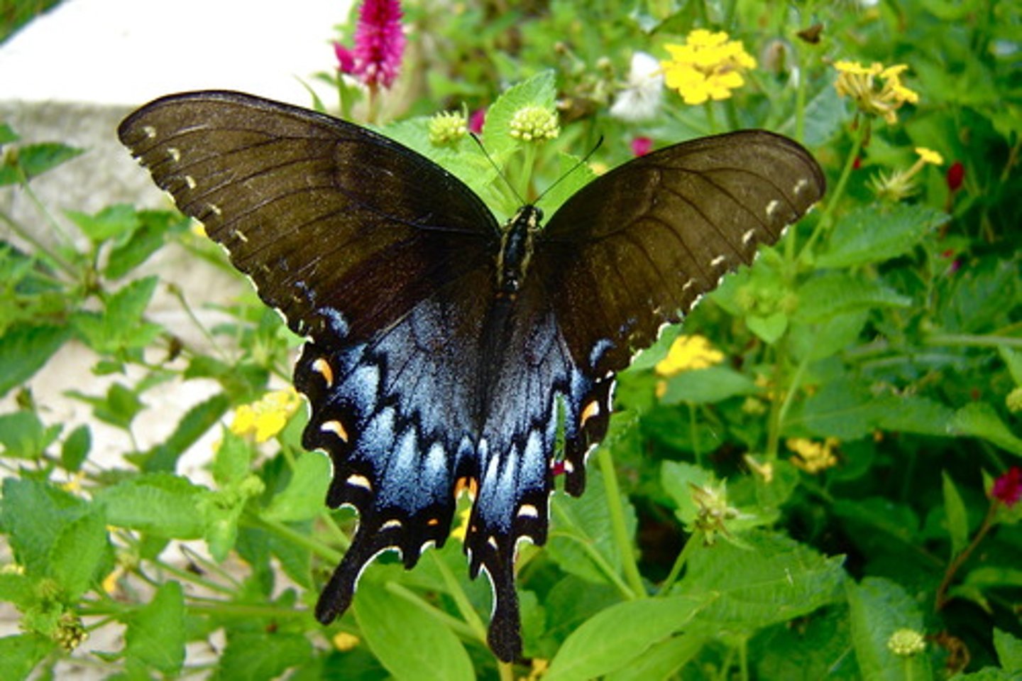 <p>HW w/ long tails, boldly patterned in black yellow or white, batesian mimicry; Larvae, smooth, fleshy osmeterium (Y shaped organ on thorax) gives off foul odor when disturbed</p>