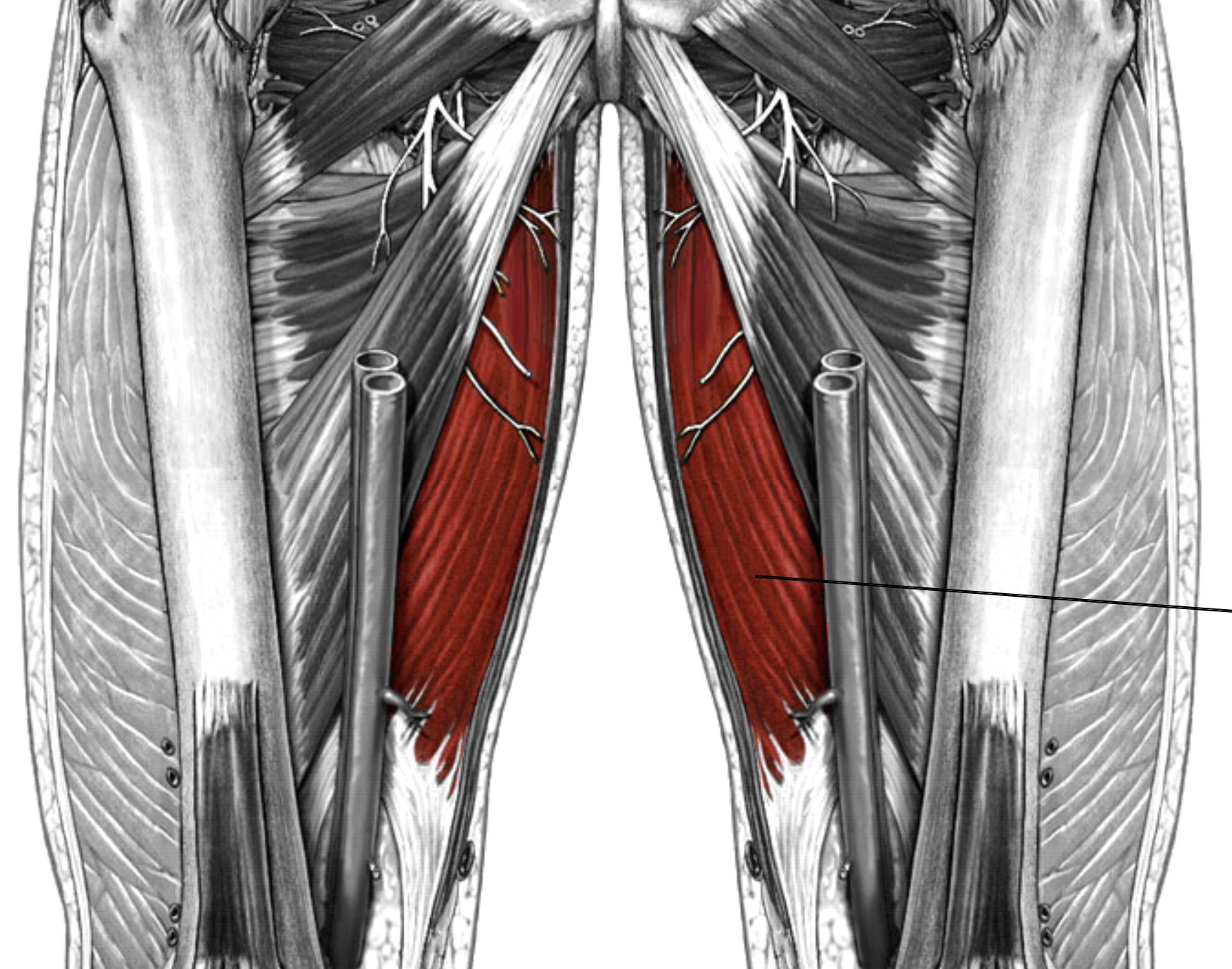 <p>Which muscle of the femur is:</p><ul><li><p>Inferior to adductor longus, superior to gracilis</p></li><li><p>Action: adduct hip</p></li><li><p>Nerve: <span style="color: yellow;">obturator</span></p></li></ul><p></p>