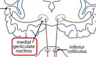<p>midbrain nucleus in auditory pathway </p>
