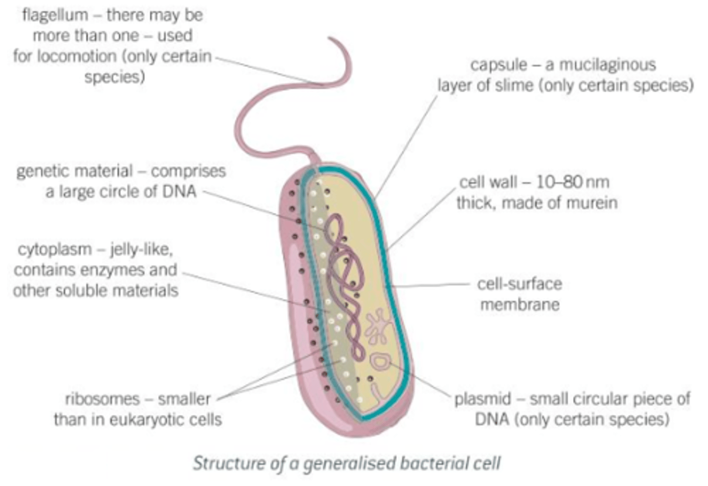 <p>1) Cell wall: Physical barrier that excludes certain substances and protects against mechanical damage and osmotic lysis.<br>2) Capsule: Protects bacterium from other cells and helps groups of bacteria to stick together for further protection.<br>3) Cell-surface membrane: Acts as a differentially permeable layer, which controls the entry and exit of chemicals.<br>4) Circular DNA: Possesses genetic information for the replication of bacterial cells.<br>5) Plasmid: Possesses genes that may aid the survival of bacteria in adverse contions, e.g. produces enzymes that break down antibiotics.</p>