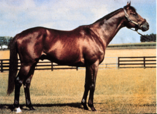 <p>Thoroughbred</p>