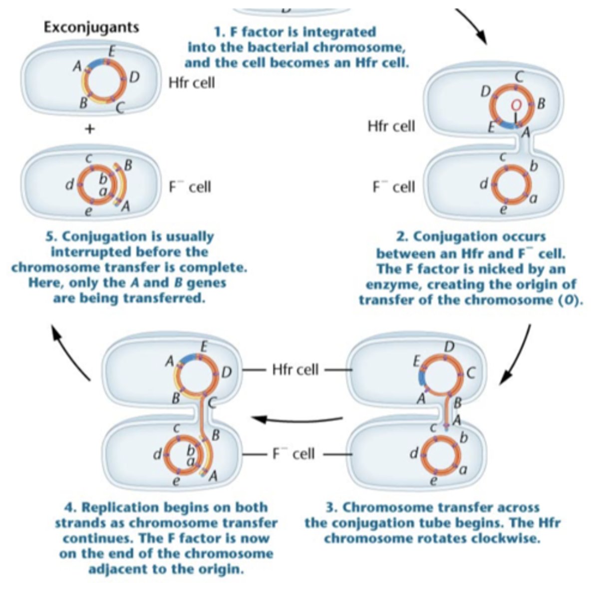 <p>transfer of genes on the chromosome</p>