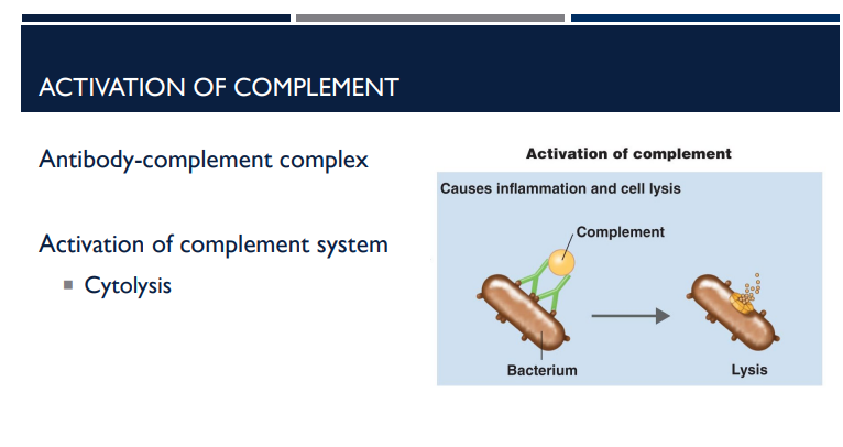 <p>Antibodies tag foreign cells and molecules for destruction. One of the way it does it is through activation of the complement. Describe this process.</p>