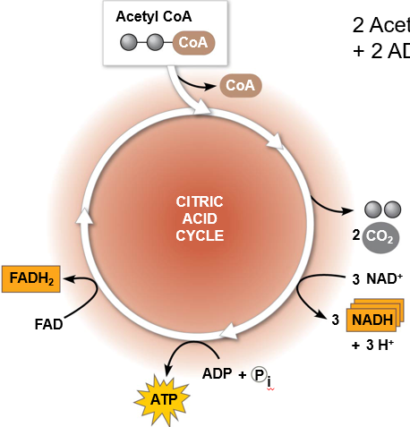 <p>Citric Acid Cycle</p>