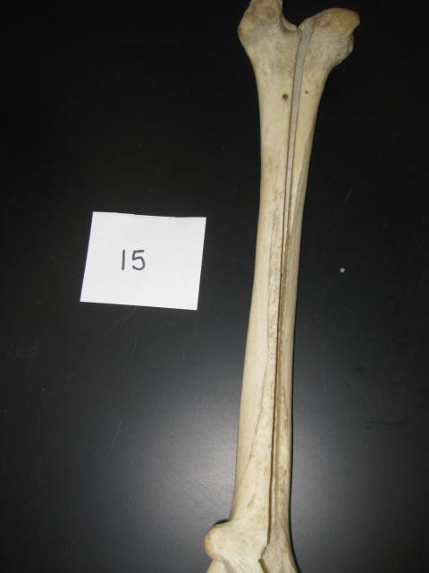 <p>Body Systems</p><p>Lab Image 1-22</p>