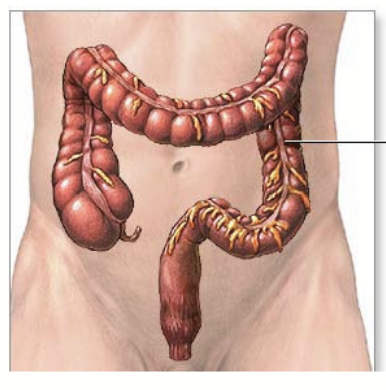 <p>Site of <strong>fermentation</strong> - where all bacteria are. Gut bacteria have enzymes to break down non-digestible food.</p><p>Production of <strong>short chain fatty acids (SCFA)</strong>, which are also known as volatile fatty acids (VFA). Provide energy to bacteria and some to the host.</p><p>Site for <strong>water absorption</strong>.</p>