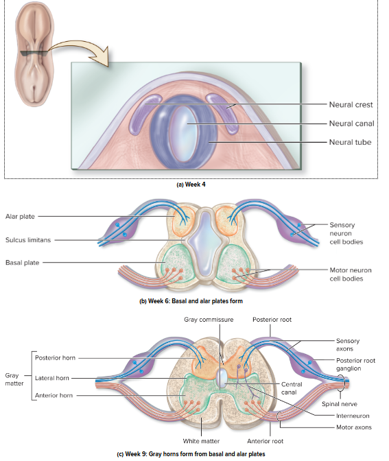 <p>Development of the Spinal Cord</p>
