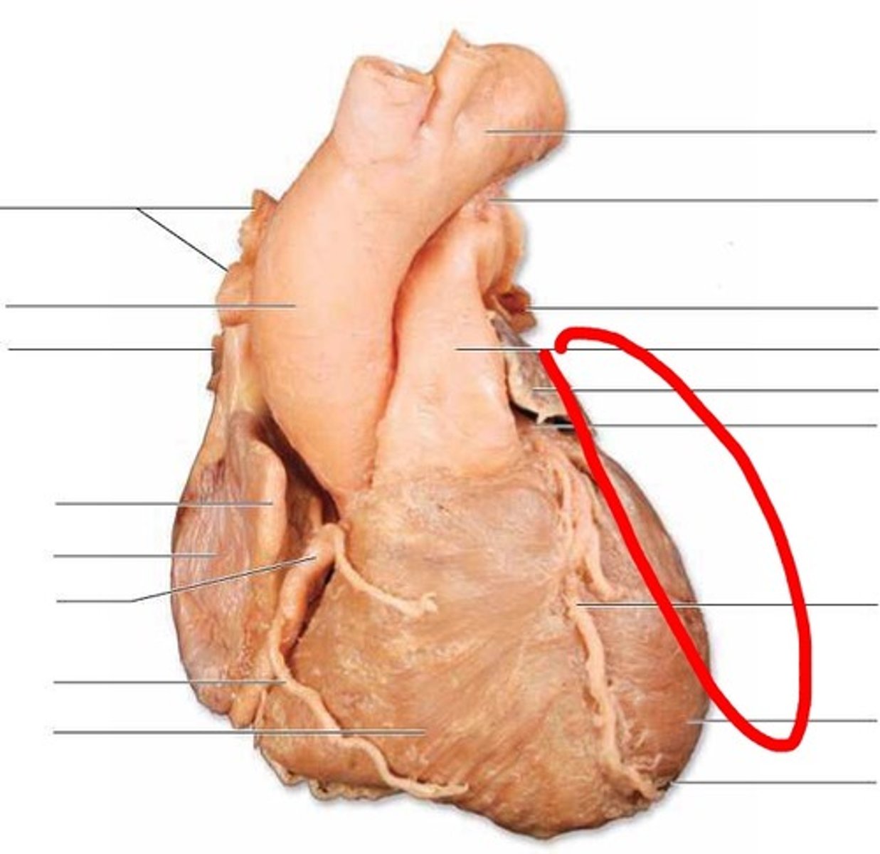 <p>Region; hold heart where it sits in chest, wave hand on lateral side</p>