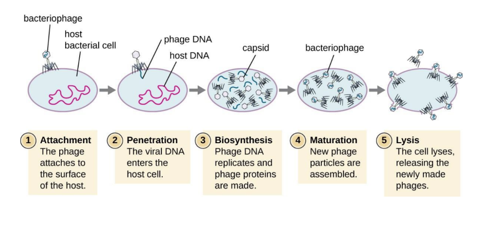 <p>phage causes lysis and death of host cell</p><p>1) Attachment- phage attaches by tail fibers to host cell</p><p>2) Penetration- lysozyme opens cell wall; tail sheath contracts to force DNA into cell</p><p>3) Biosynthesis- Production of phage DNA and proteins </p><p>4) Maturation- Assembly of phage particles</p><p>5) Release- Phage lysozyme breaks cell wall</p><p>6) <u>Burst time</u>- Amount of time it takes for the virion to mature from penetration to release</p><p>7) <u>Burst size</u>- how many virions are release</p>