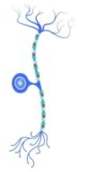 <p>What type of neuron is this? </p>