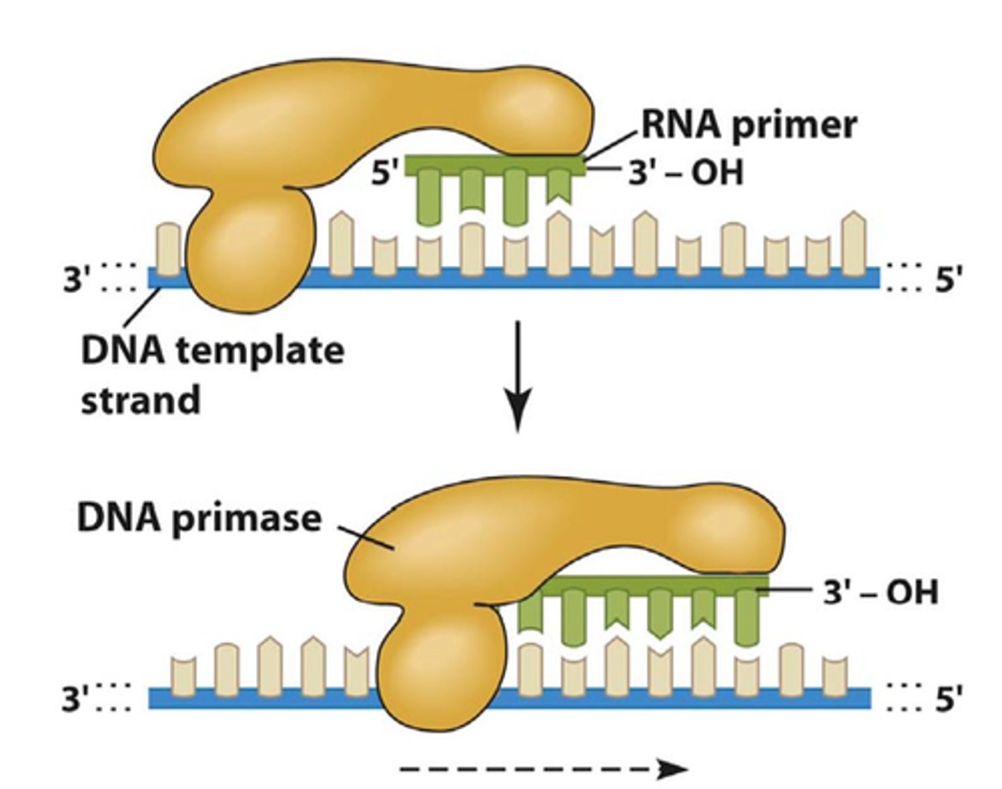 <p>An enzyme that joins RNA nucleotides to make the primer using the parental DNA strand as a template.</p>