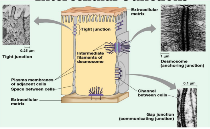 <p>impermeable barrier, cell membranes of neighboring cells are fused. (cells lining alimentary and cells with microvilli in digestive system)</p>