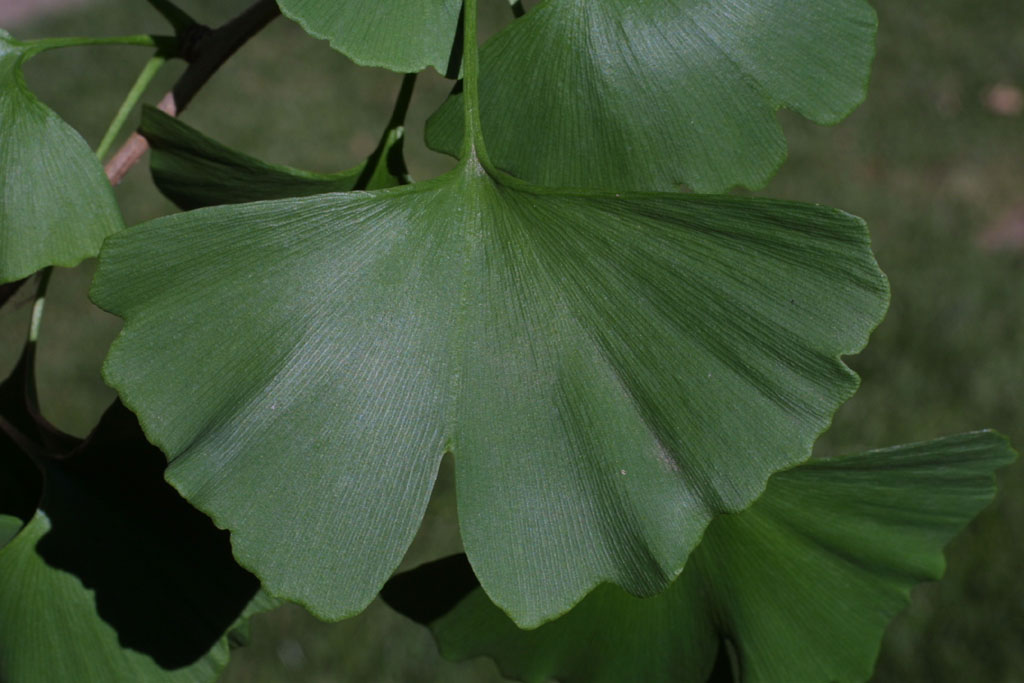 <p>Example of Ginkgophyta?</p>