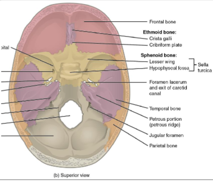 <ul><li><p>calvarium/skullcap- roof of skull</p></li><li><p>fontanels- uncalcified portions of the calvarium in a fetal skull. </p><ul><li><p>the fibrous membranes are not replaced until 2 years old</p></li><li><p>slightly flexible</p></li><li><p>skull can change shape during birth process</p></li></ul></li><li><p>Parietal Bone</p></li><li><p>Frontal Bone</p></li><li><p>Occipital Bone</p></li><li><p>Sella Turcica- on sphenoid bone. </p><ul><li><p>site where pituitary gland/hypophysis rests. </p></li><li><p>ENDOCRINE GLAND</p></li></ul></li><li><p>Cribriform plate- on ethmoid bone. tiny perforations</p><ul><li><p>olfactory nerves pass through these holes from nasal epithelium to brain</p></li></ul></li><li><p>Ethmoid bone</p></li><li><p>Sphenoid bone</p></li></ul><p></p>