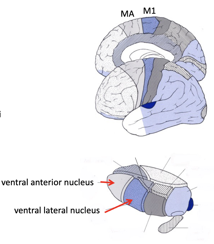 <p><strong>motor thalamus</strong></p><ul><li><p>ventral anterior and ventral lateral</p></li><li><p>part of the ______</p><ul><li><p>receives info from basal nuclei (ganglia) and reports back to motor cortex</p></li></ul></li></ul><p></p>