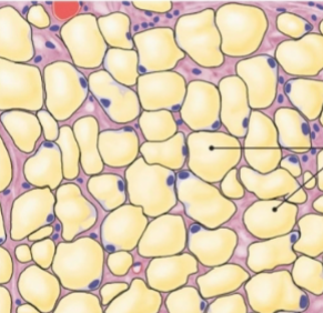 <p>what is this tissue</p>