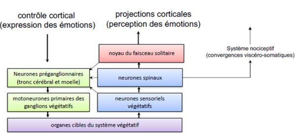 -la vasodilatation cutanée est le fait rougir sous l'effet d'un stimulus qui nous met consciemment mal à l'aise
-la vasoconstriction cutanée est le fait de pâlir quand on a peur
-les réponses végétatives aux stimulations visuelles sexuellement excitantes
=> les fonctions végétatives sont étroitement associées à l'expression des émotions