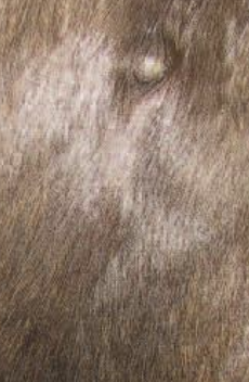 <p>What type of sarcoid is shown?</p>