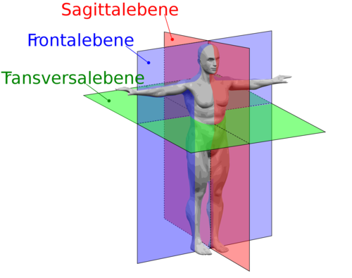 <p>vertikal von links nach rechts, teilt den körper in einen vordern und einen hinteren Teil</p>