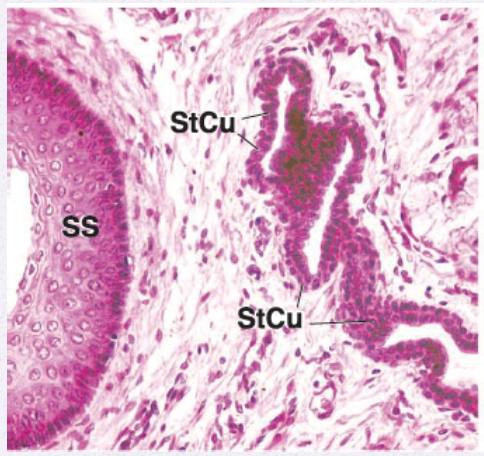 <p>Identify the Epithelium</p>