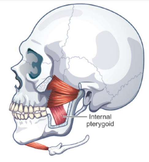 <p><u>ELEVATES (closes) </u><strong><u>mandible</u></strong></p><ul><li><p><em>one-sided contraction = jaw moves toward opposite side (helps w/ chewing)</em></p></li></ul><p>parallel to the masseter</p><p>together, they form a muscular sling that surrounds the angle of the mandible, strapping the ramus of the mandible to the skull</p>