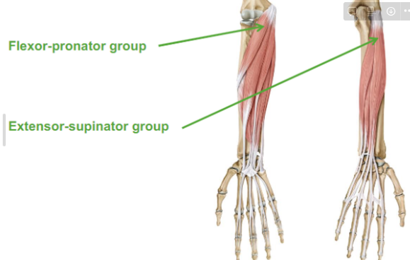 <ul><li><p>Flexor-pronator group</p></li><li><p>Extension-supinator group</p></li></ul>
