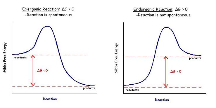 <p>A reaction that proceeds with a net release of free energy (ΔG is negative); it is spontaneous (e.g., cellular respiration, ATP hydrolysis).</p>