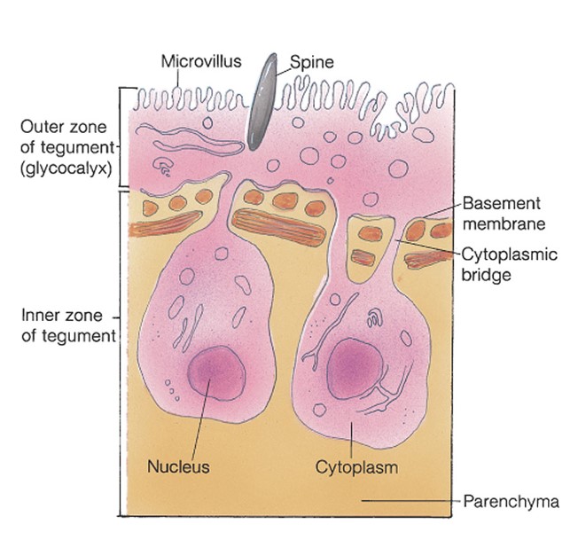\*Epidermis in contact with the environment

\*Tegument is highly efficient at absorbing nutrients and is effective for protection