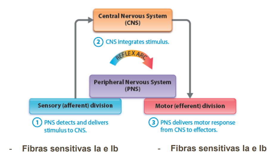 <p>A informação recolhida pelas células sensoras do sistema propriocetivo é enviada para a medula espinhal, que dá uma resposta em forma de arco reflexo.</p>