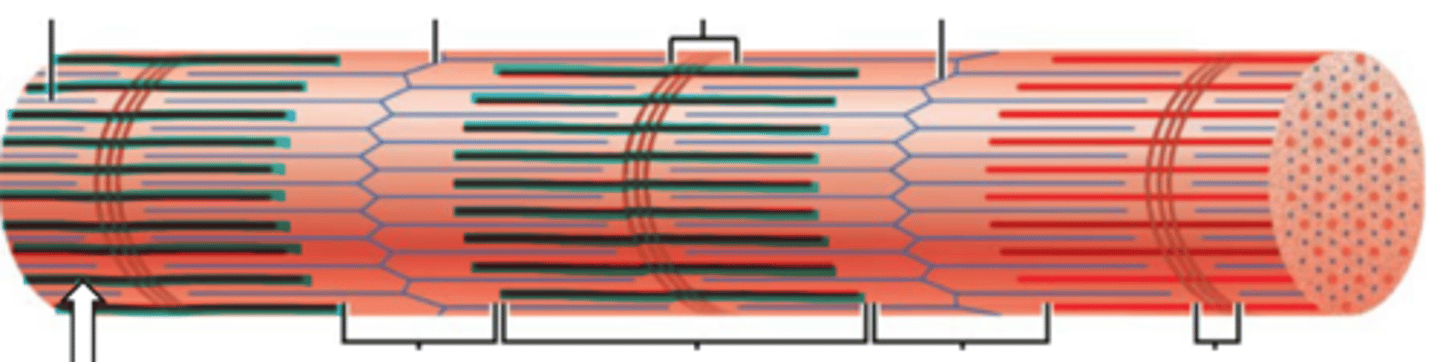 <p>name the structure</p>
