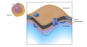 <p>Thin, sometimes permeable layer of phospholipid and protein surrounding the cell, regulating the movement of molecules and ions.</p>