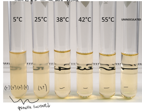 <p>most growth around 5 C (psychotroph)</p>
