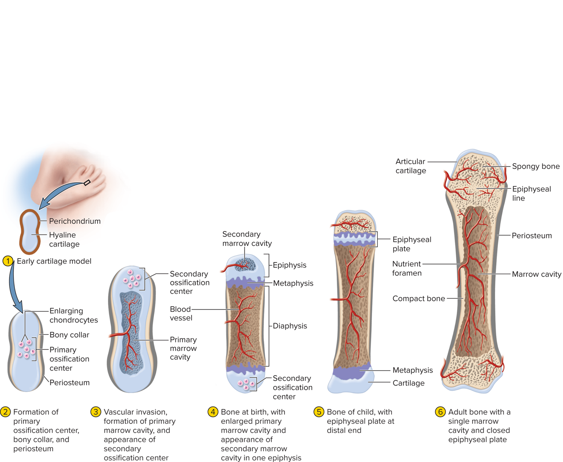 <ol><li><p>cartilage model: hyaline cartilage covered with fibrous perichondrium forms</p></li><li><p>primary ossification center:  walls calcify, osteoblasts forms a bone collar around the cartilage </p></li><li><p>marrow cavity formation: cells digest the cartilage and osteoblasts deposit bone layers</p></li><li><p>secondary ossification centers: epiphyses, forms secondary ossification centers and marrow cavities </p></li><li><p>epiphyseal plate: cartilage remains at the ends a articular cartilage and in the epiphyseal plate </p></li><li><p>adult bone: epiphyseal plate disappears, marrow cavities join to make adult bone</p></li></ol><p></p>