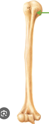 <p>name this bone or bone marking</p>