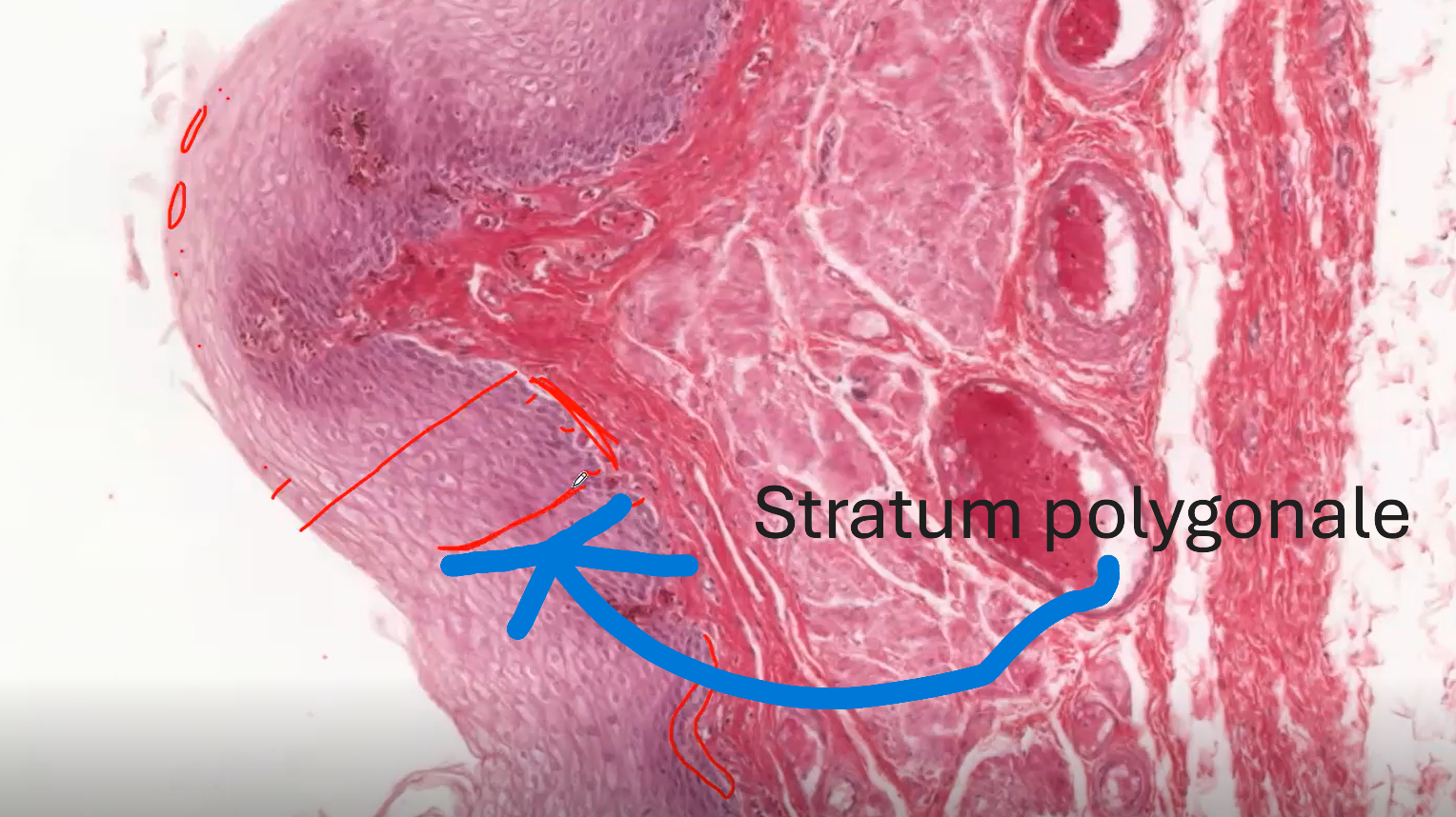 <p>Stratum Polygonale </p>