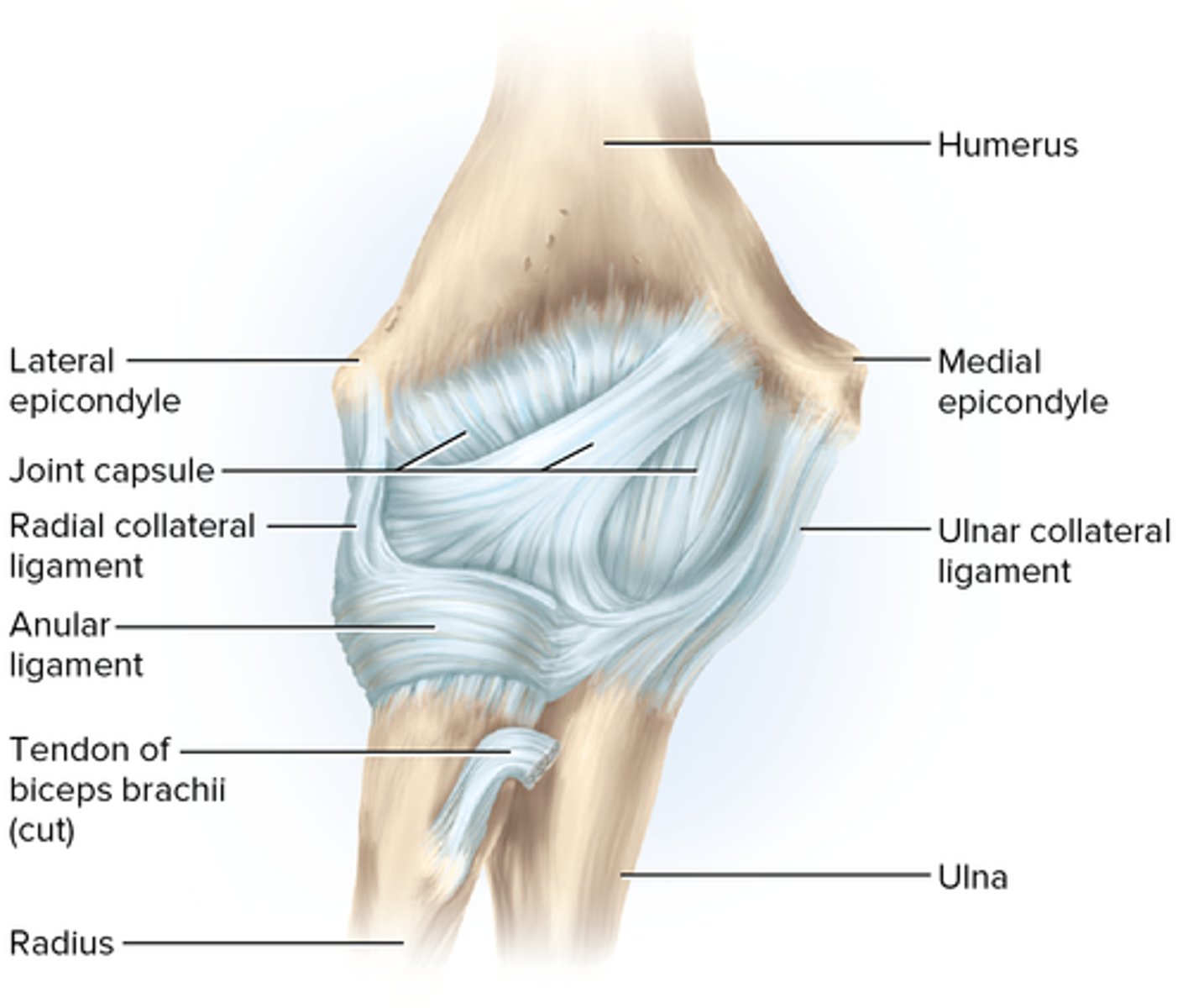 <p>composed of two articulations--the humeroulnar joint and the humeroradial joint; stabilized by radial collateral and ulnar collateral ligaments</p>