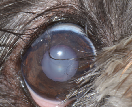 <p><span style="font-size: calc(var(--scale-factor)*21.06px)">cause of corneal ulcer?</span></p>