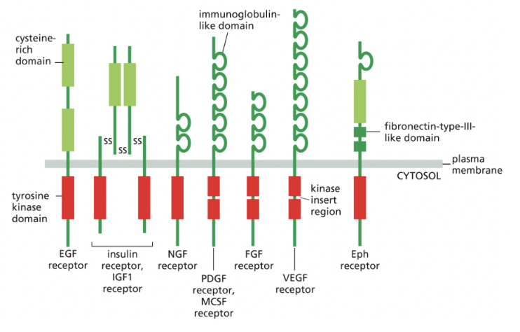 <p>**most common class of enzyme coupled receptor</p><ul><li><p>have one transmembrane domain</p></li></ul><p>in some cases, tyrosine kinase domain is interrupted by a <em><u>kinase insert region:</u></em> an extra segment emerging from the folded kinase domain</p><p>in all cases, binding of signal protein to the ligand-binding domain on extracellular side of the receptor activates the tyrosine kinase domain on cytosolic side</p><ul><li><p>leads to phosphorylation of tyrosine side chains on cytosolic part of receptor = makes <em><u>phosphotyrosine docking sites</u></em> for various intracellular signaling proteins that relay the signal/diverge into multiple pathways</p></li></ul><p></p>
