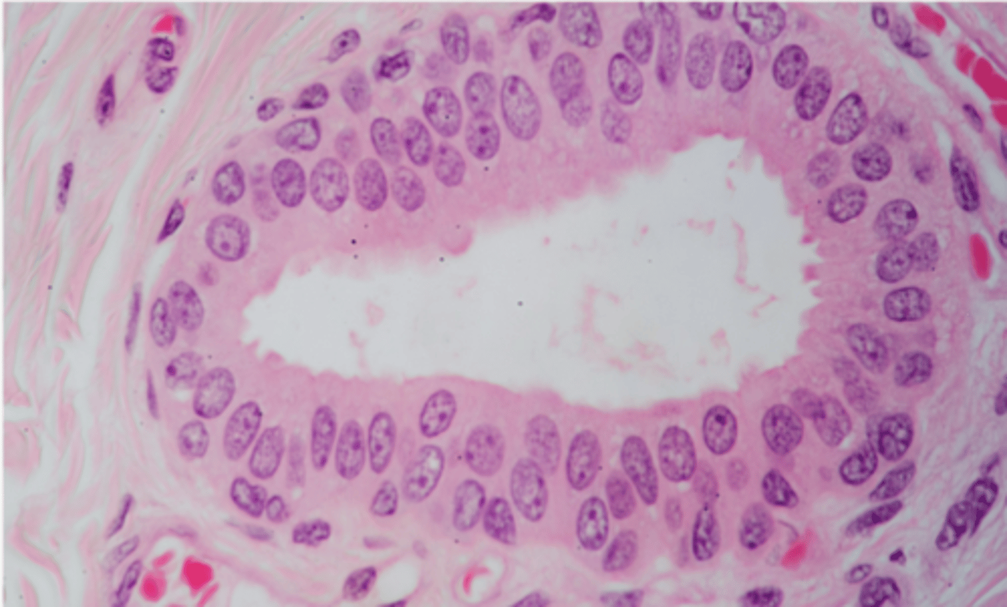 <p>Identify the type of epithelia</p>