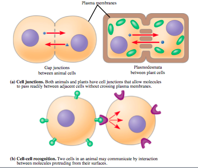 <p>cell communication via direct contact; examples of this type of cell communication include plasmodesmata, gap junctions and immune cell activity</p>